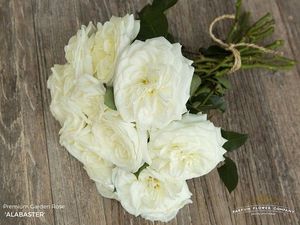 ROSE D. AUSTIN CONSTANCE 50